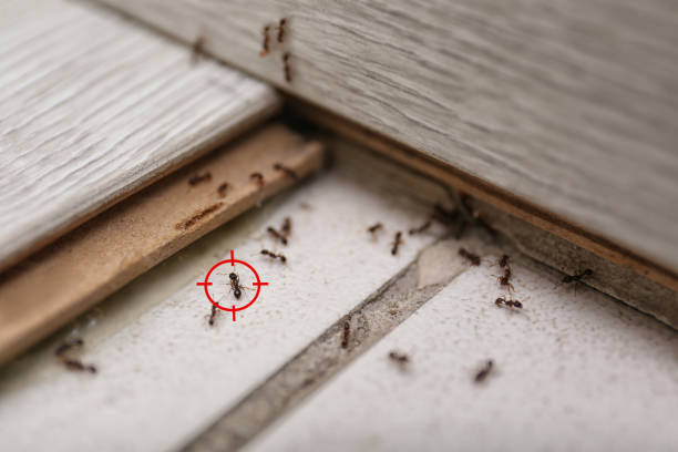 Pest Prevention Services in Aventura, FL