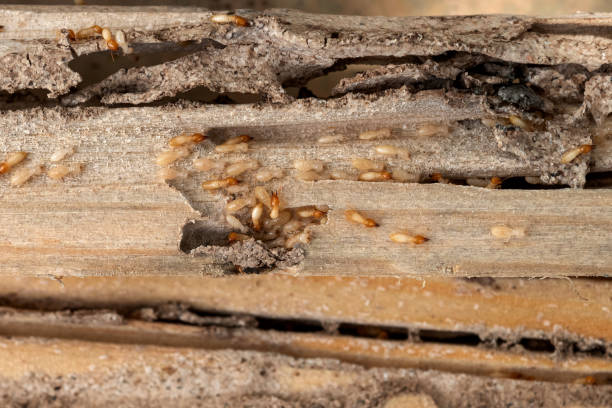 Best Cockroach Control Services  in Aventura, FL